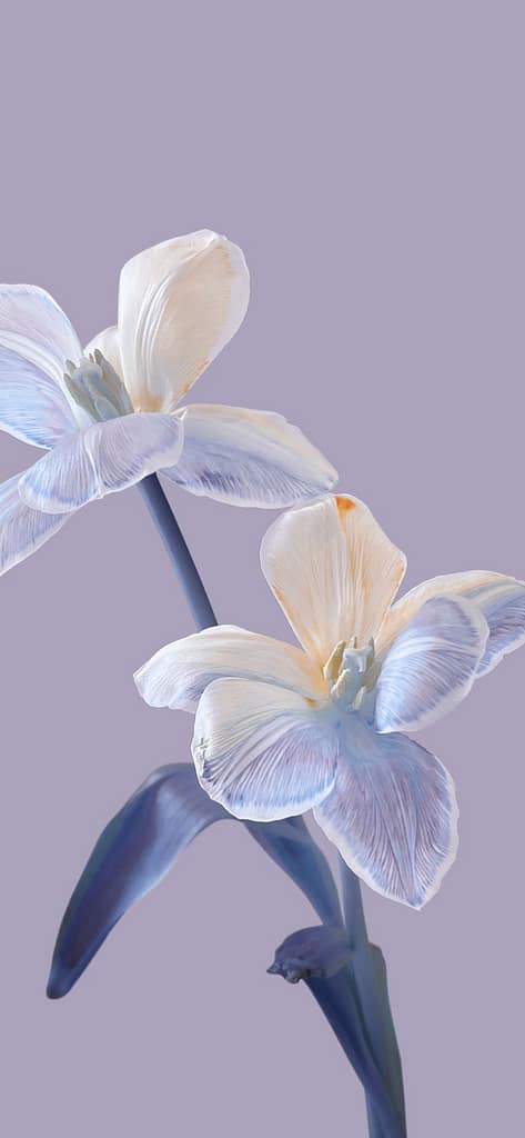 Lily Flower Mobile Wallpaper