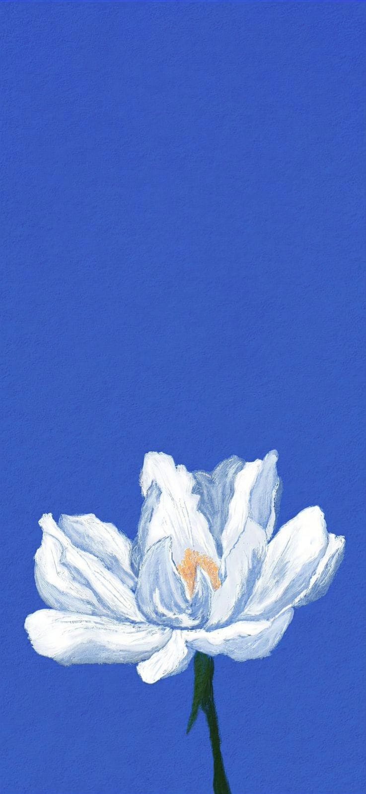 White Flower Wallpaper 